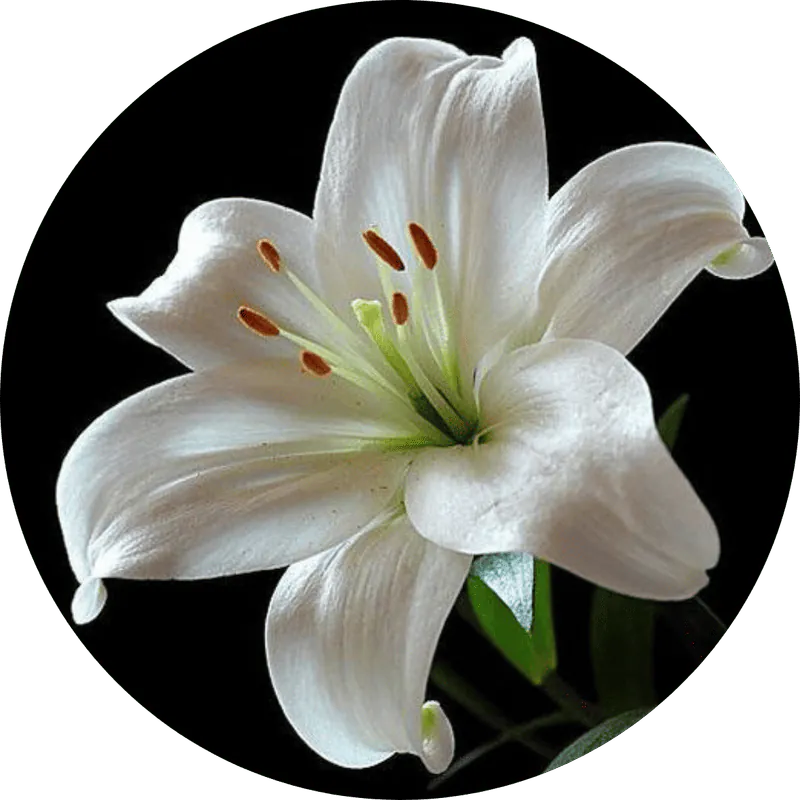 Image posted by the member