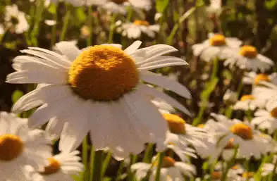 Image posted by the member