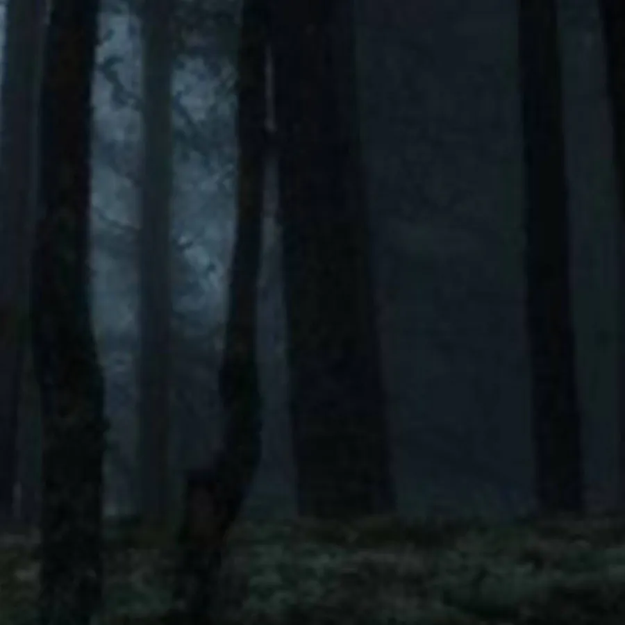 Image posted by the member
