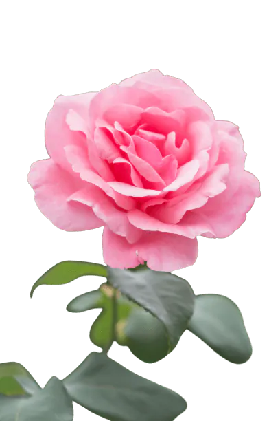 Image posted by the member