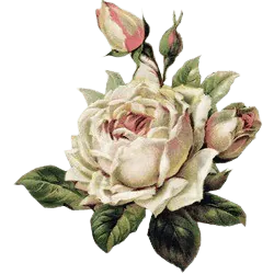 Image posted by the member