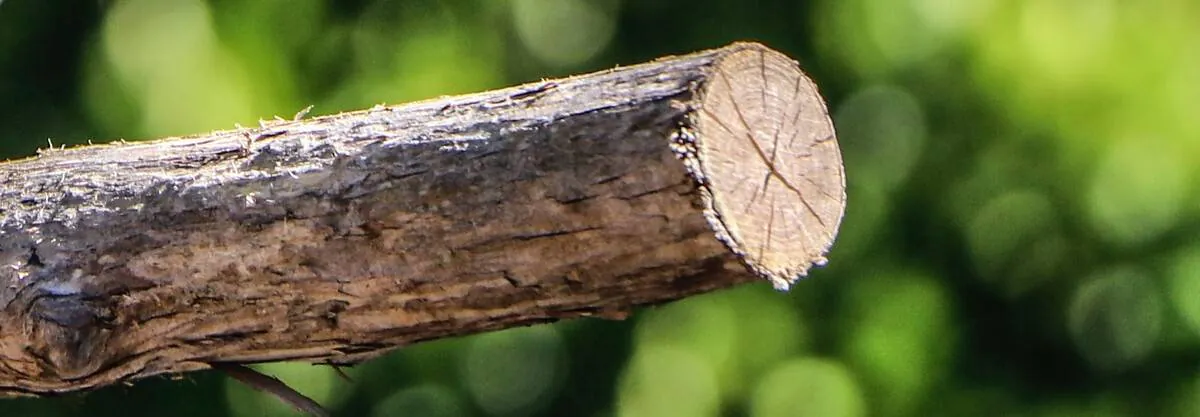 Image posted by the member