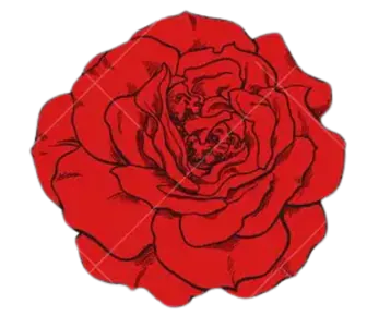 Image posted by the member