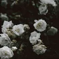 Image posted by the member