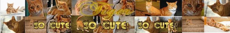 Image posted by the member