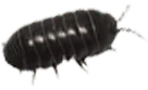 Image posted by the member