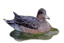 Image posted by the member