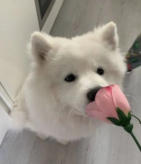 Image posted by the member