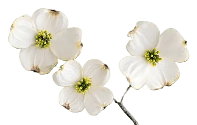 Image posted by the member
