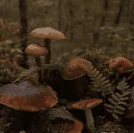 Image posted by the member