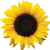 Image posted by the member