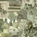 Image posted by the member