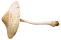 Image posted by the member