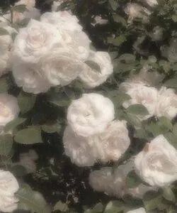 Image posted by the member