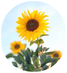 Image posted by the member