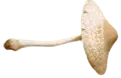 Image posted by the member