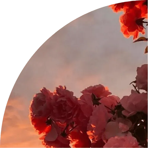 Image posted by the member