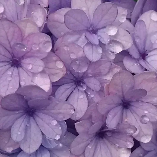 Image posted by the member