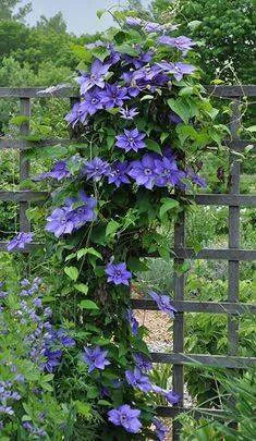 Image posted by the member