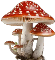 Image posted by the member