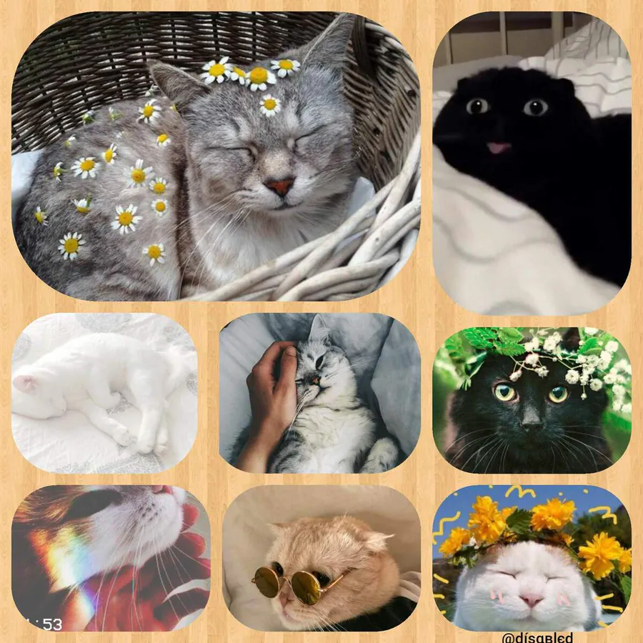 Image posted by the member