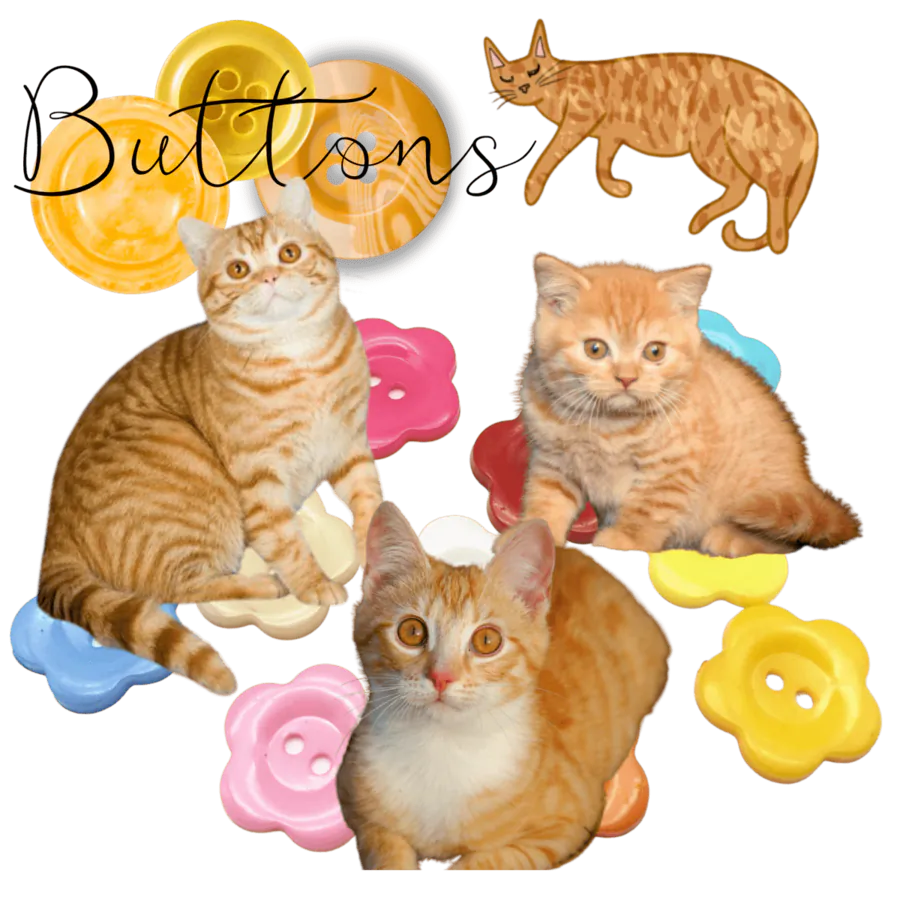 Image posted by the member