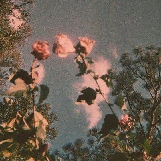 Image posted by the member