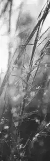 Image posted by the member