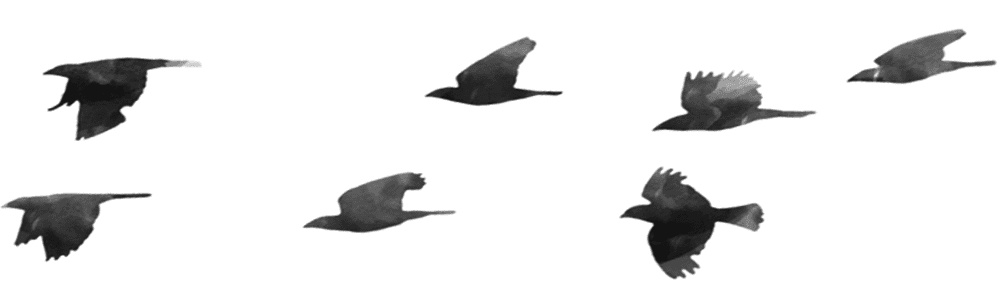 Image posted by the member