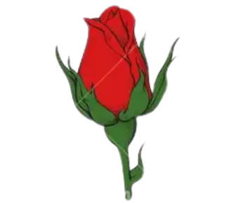 Image posted by the member