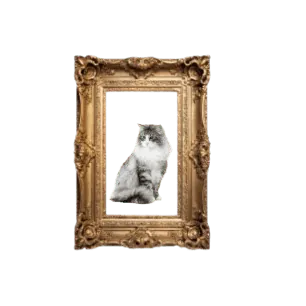 Image posted by the member
