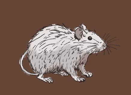 rat
