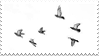 birds flying