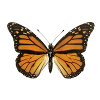 Image posted by the member