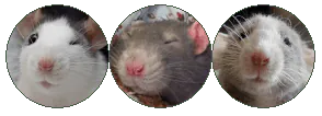 Image posted by the member