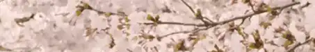 Image posted by the member
