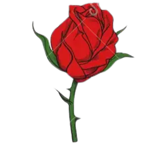 Image posted by the member