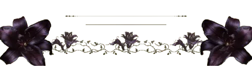 belladonna border