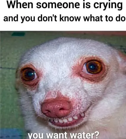 meme you want water chihuahua