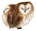 two hand drawn barn owls in the shape of a heart
