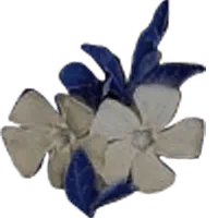 Image posted by the member
