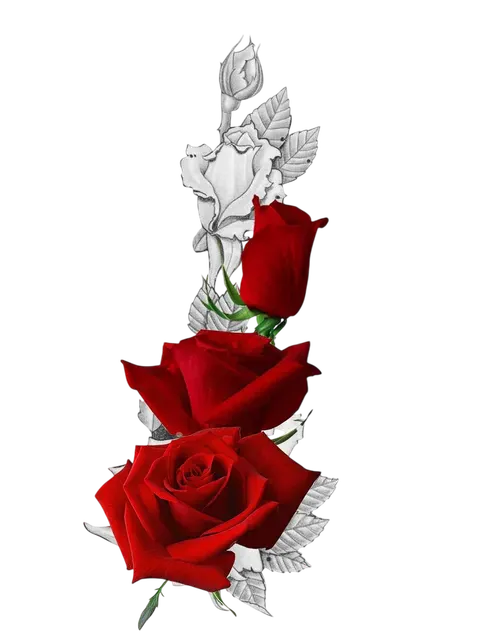 Image posted by the member