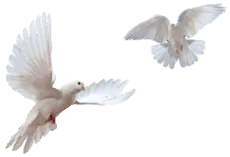 Image posted by the member