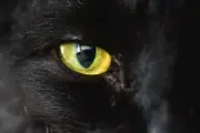Image posted by the member