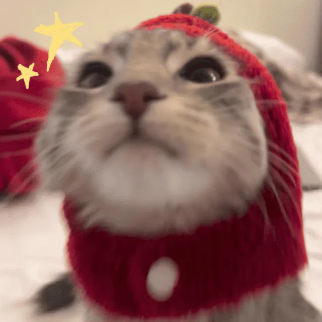 Image posted by the member