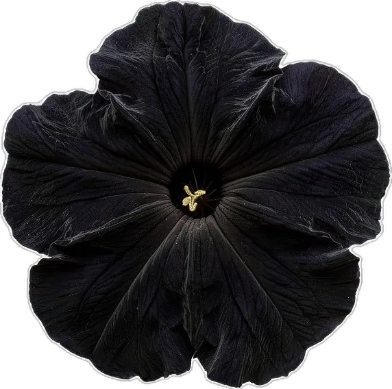 Image posted by the member