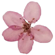 Image posted by the member