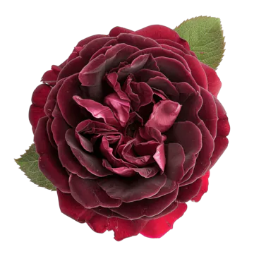 Image posted by the member