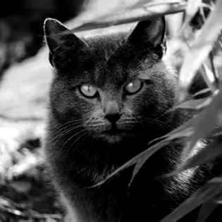 Image posted by the member
