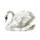 Image posted by the member